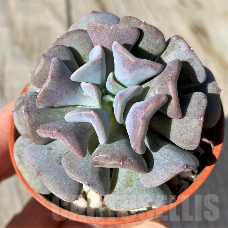 SH20775 Echeveria 'Cubic Frost'