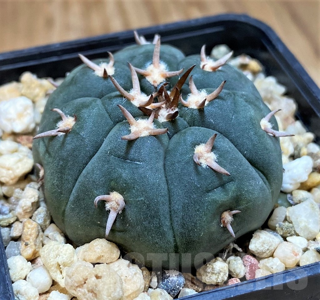 SH20732 Gymnocalycium unguispinum - Image 2