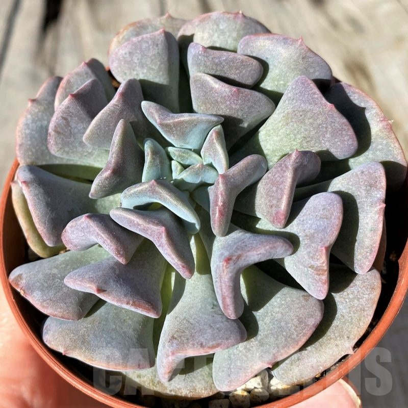 SH20776 Echeveria 'Cubic Frost'
