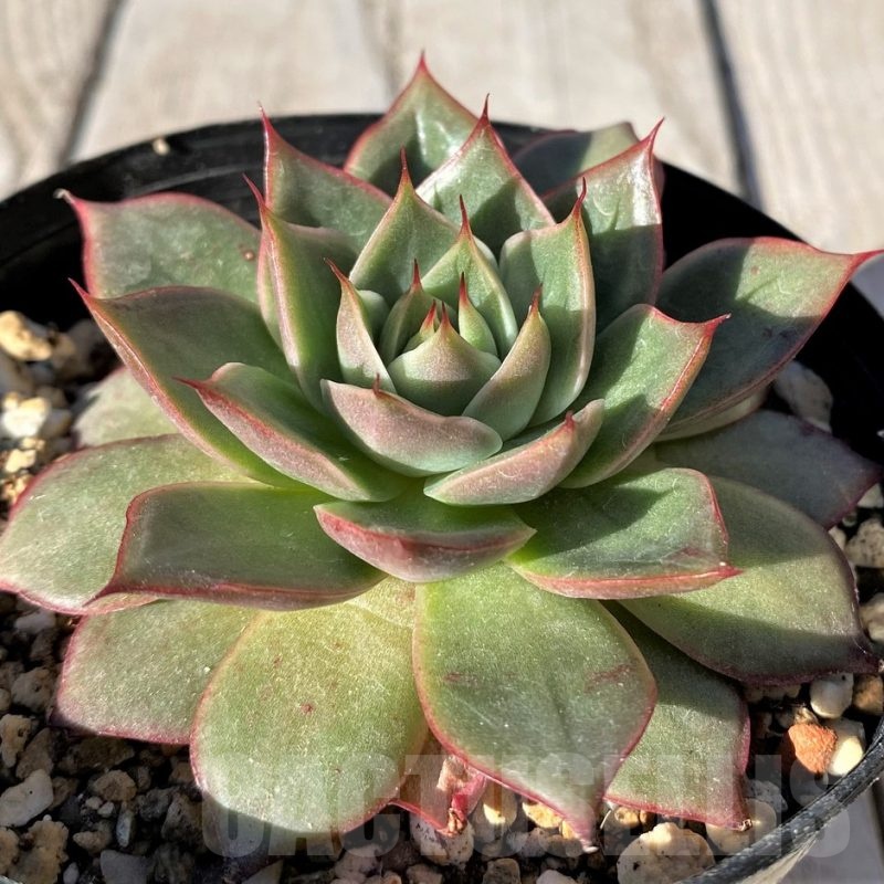 SH20777 Echeveria hybrid