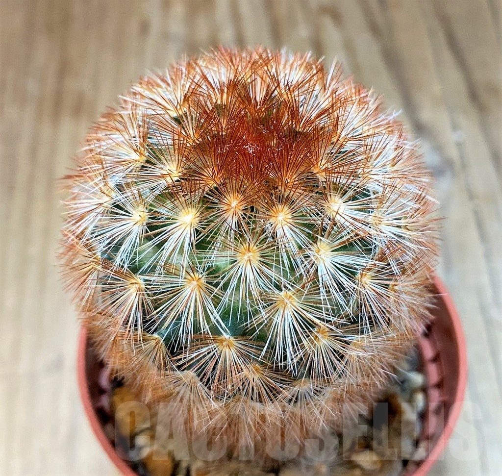 SH20733 Mammillaria carmenae f. rubrispina