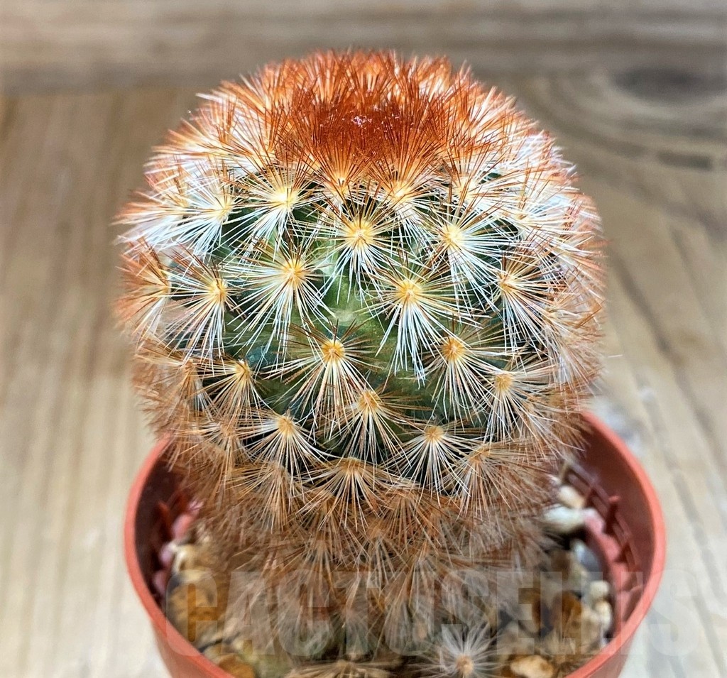 SH20733 Mammillaria carmenae f. rubrispina - Зображення 2
