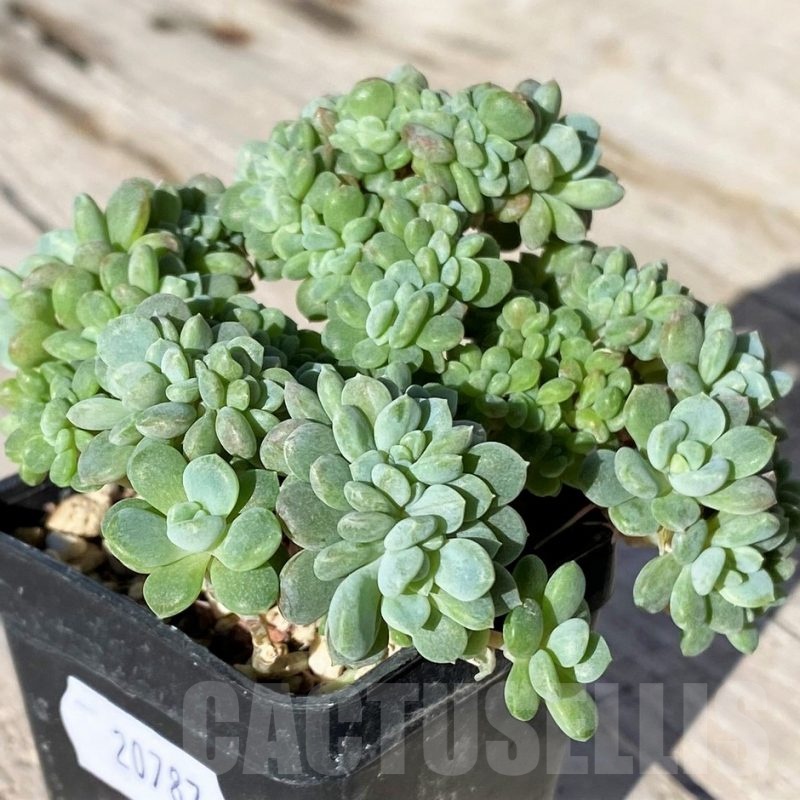 SH20787 Echeveria hybrid f. cristata