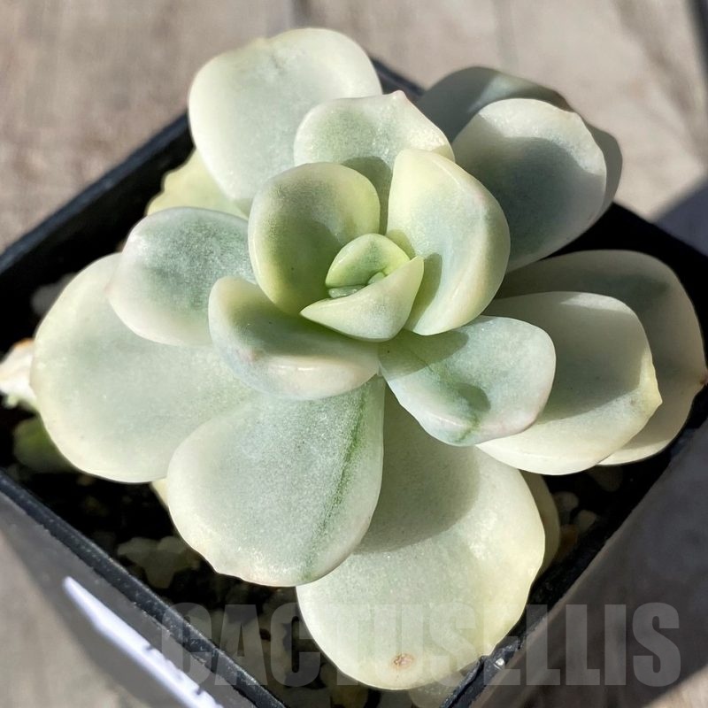SH20788 Echeveria 'Friendship' f. variegata