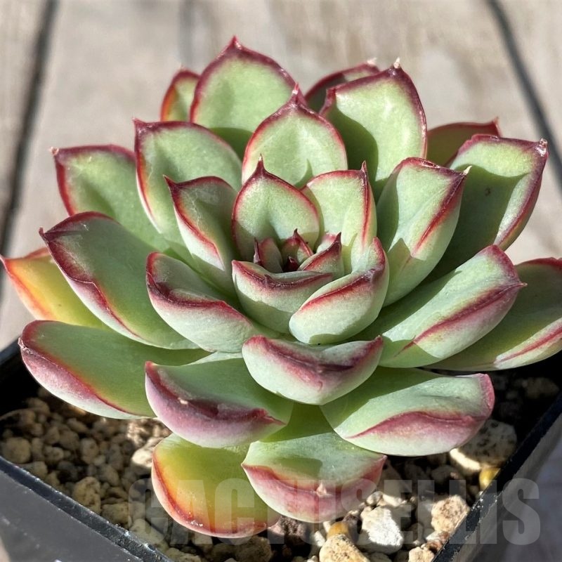 SH20789 Echeveria pulidonis hybrid