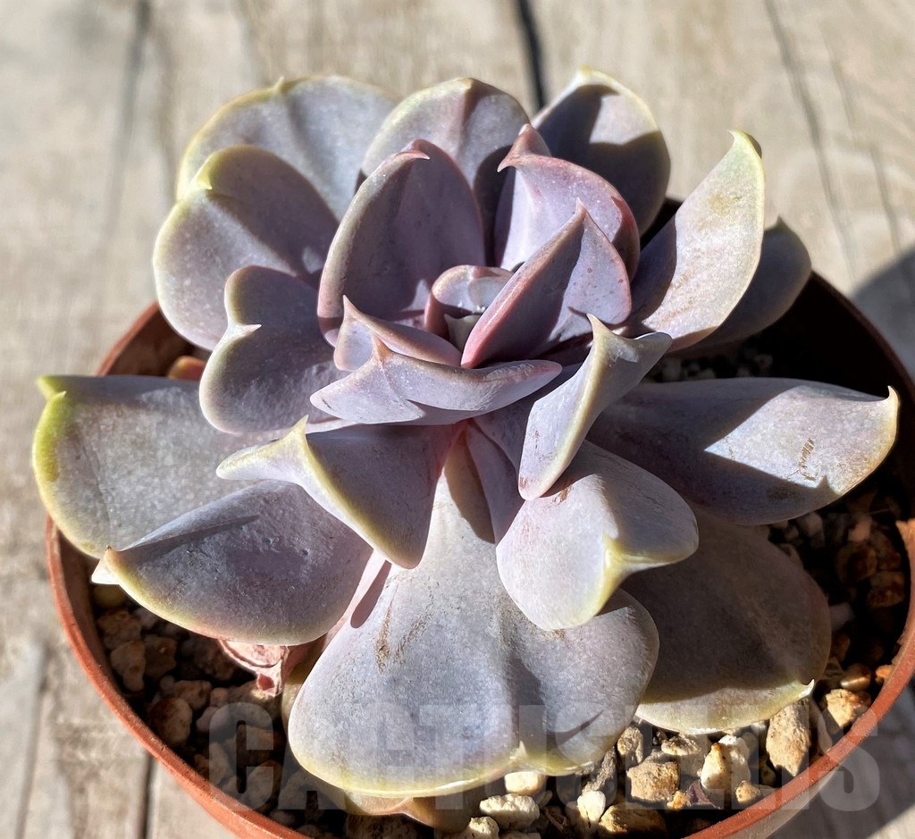 SH20790 Echeveria 'Serena' - Obrázek 2