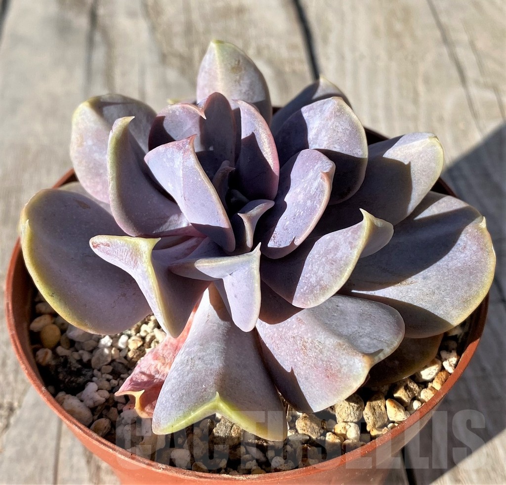 SH20790 Echeveria 'Serena'