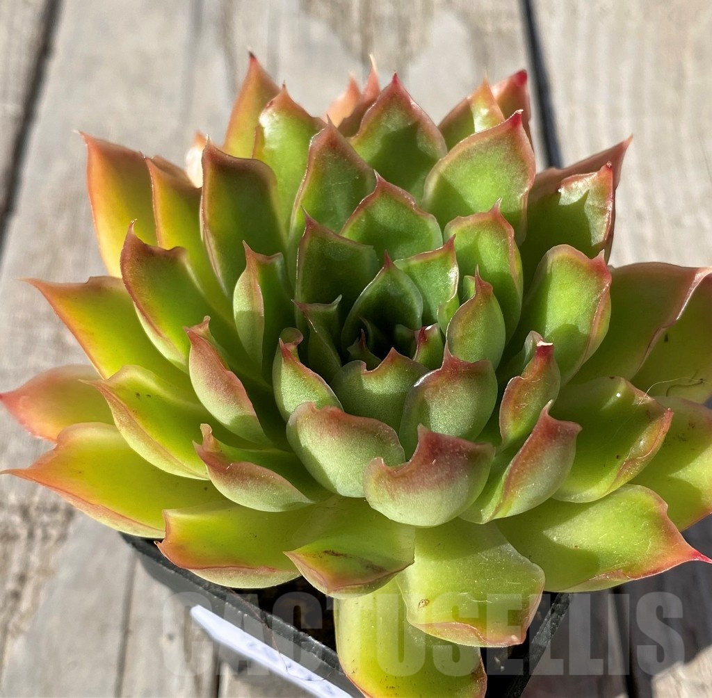 SH20793 Echeveria ‘Purple Butterfly’ - Obrázek 3
