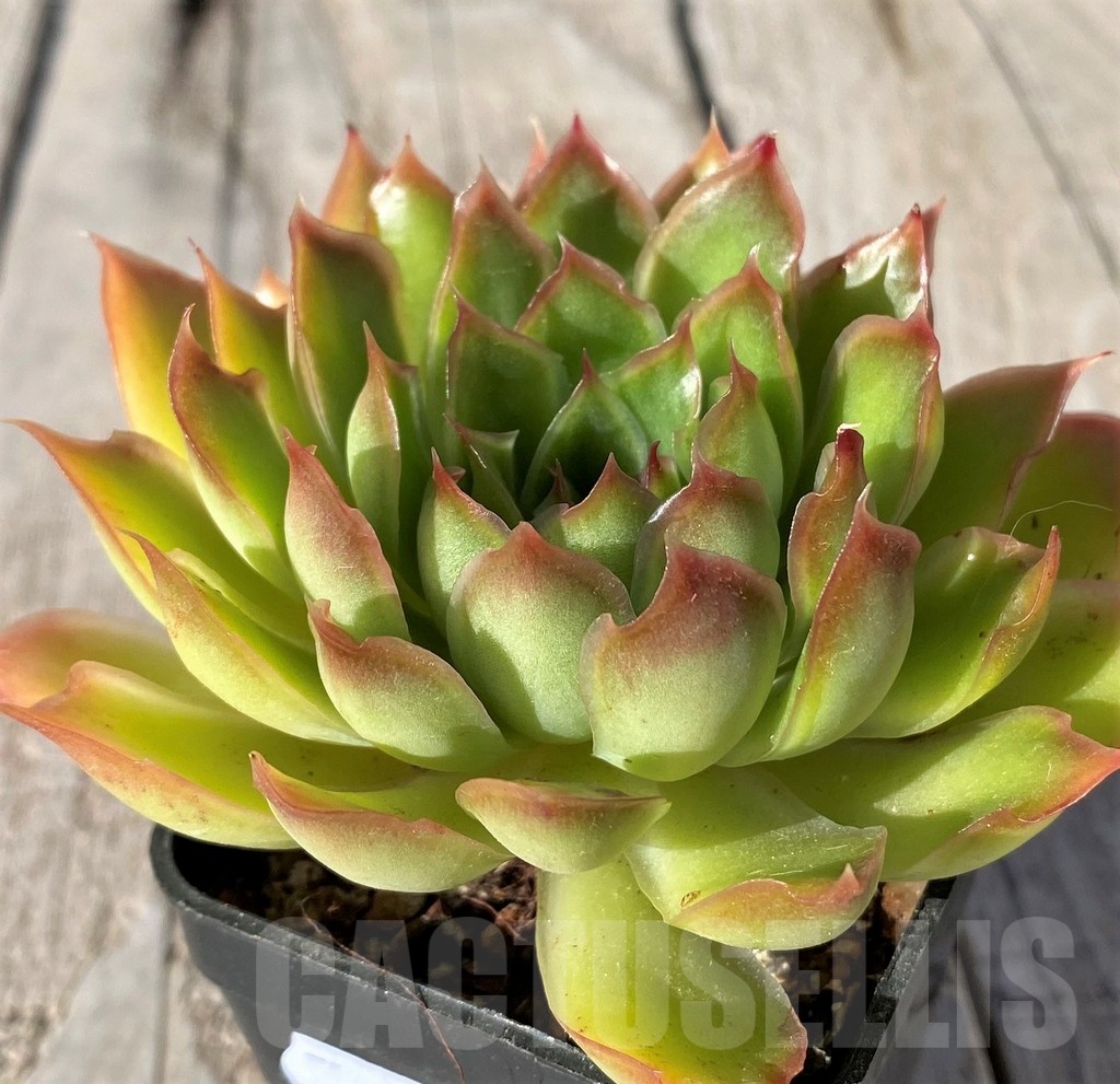 SH20793 Echeveria ‘Purple Butterfly’ - Obrázek 2
