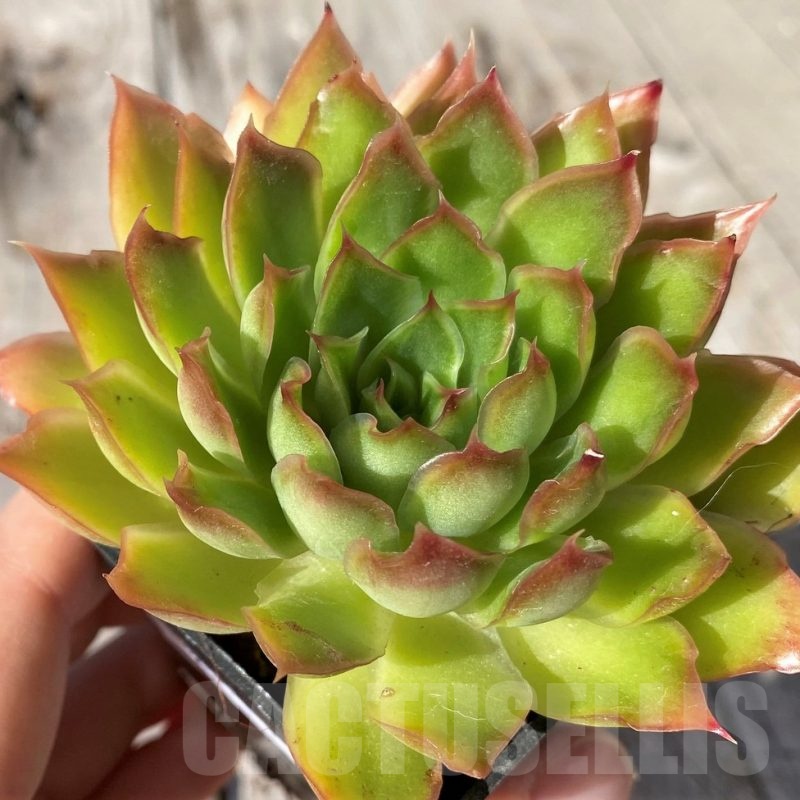 SH20793 Echeveria ‘Purple Butterfly’