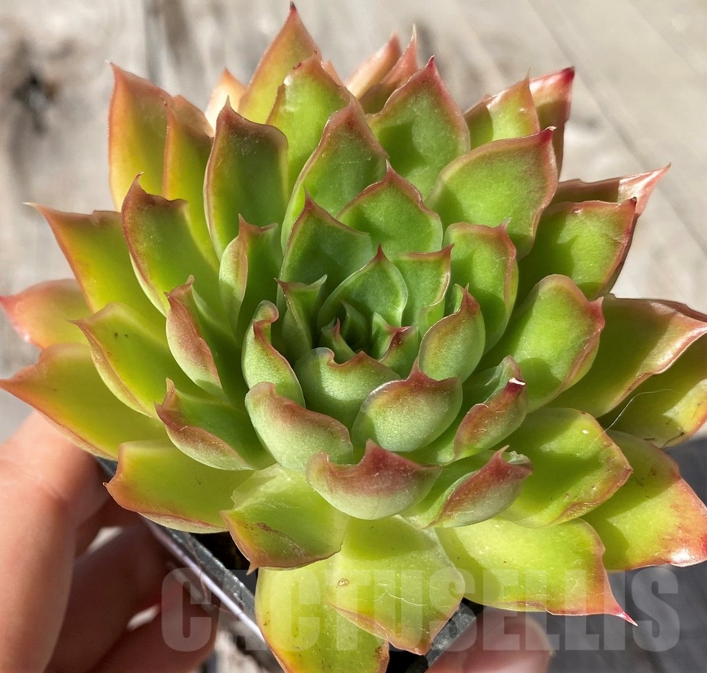 SH20793 Echeveria ‘Purple Butterfly’