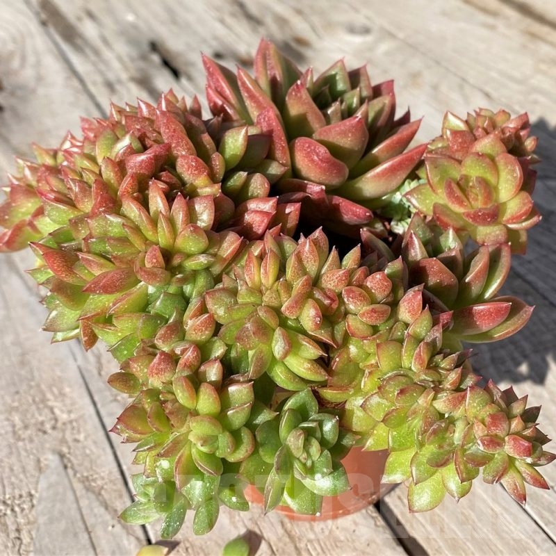 SH20794 Echeveria 'Gilva' f. cristata