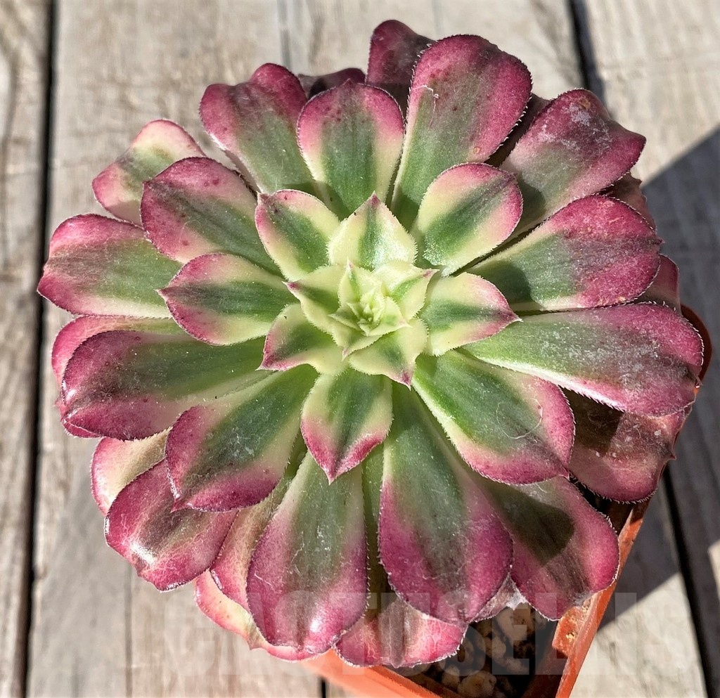 SH20795 Aeonium 'Mardi Gras'