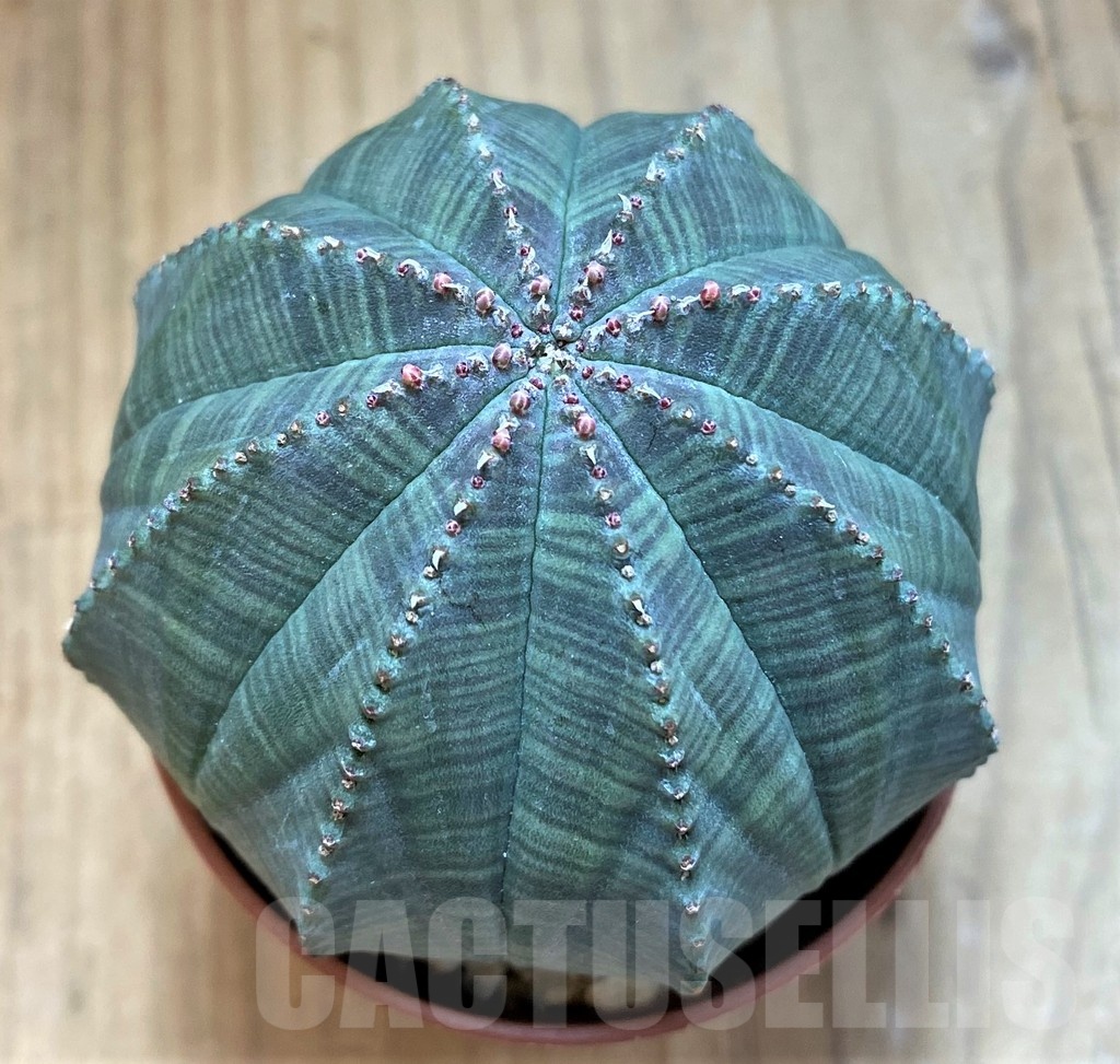 SH20737 Euphorbia obesa