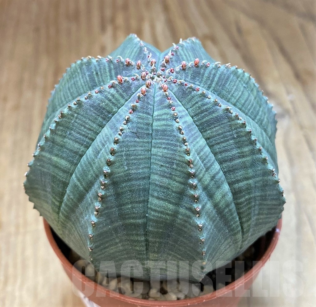 SH20737 Euphorbia obesa - Obrázek 2