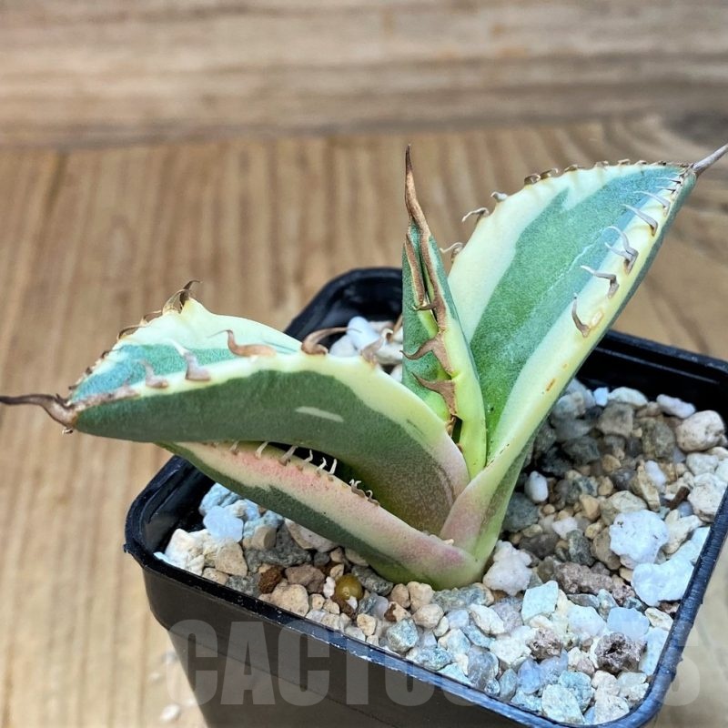 SH20728 Agave titanota ‘Snaggle Tooth’ f. variegata