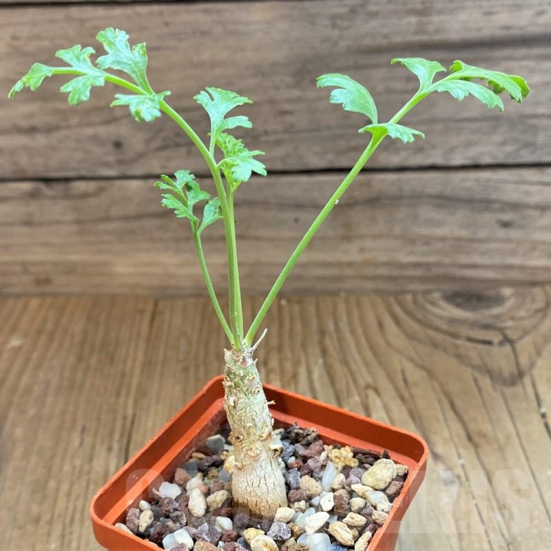 SH20740 Pelargonium crithmifolium