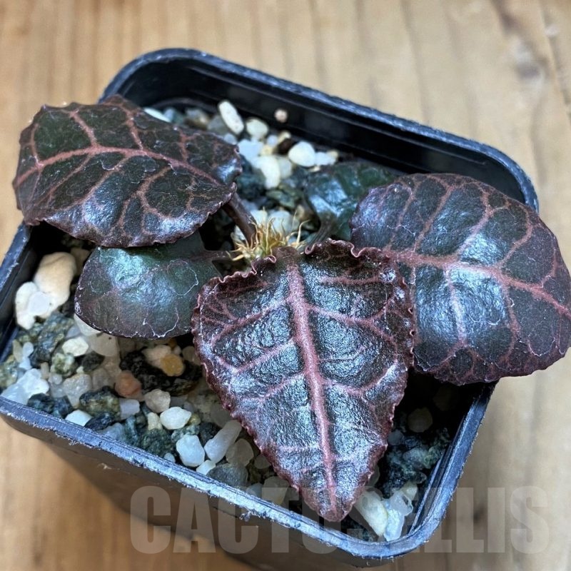 SH20741 Euphorbia francoisii hybrid