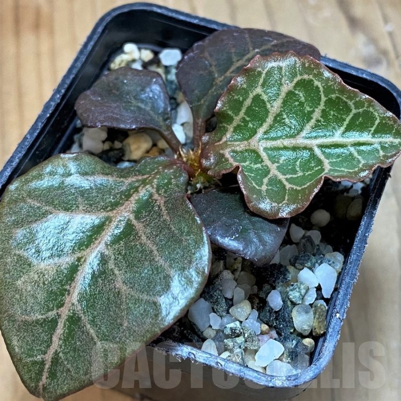 SH20742 Euphorbia francoisii hybrid