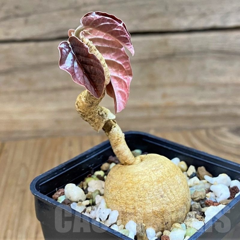 SH20746 Euphorbia nadiae 'Red Labatii'