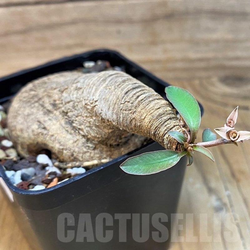 SH20747 Euphorbia sp. nova lawantii n.n. aff. moratii