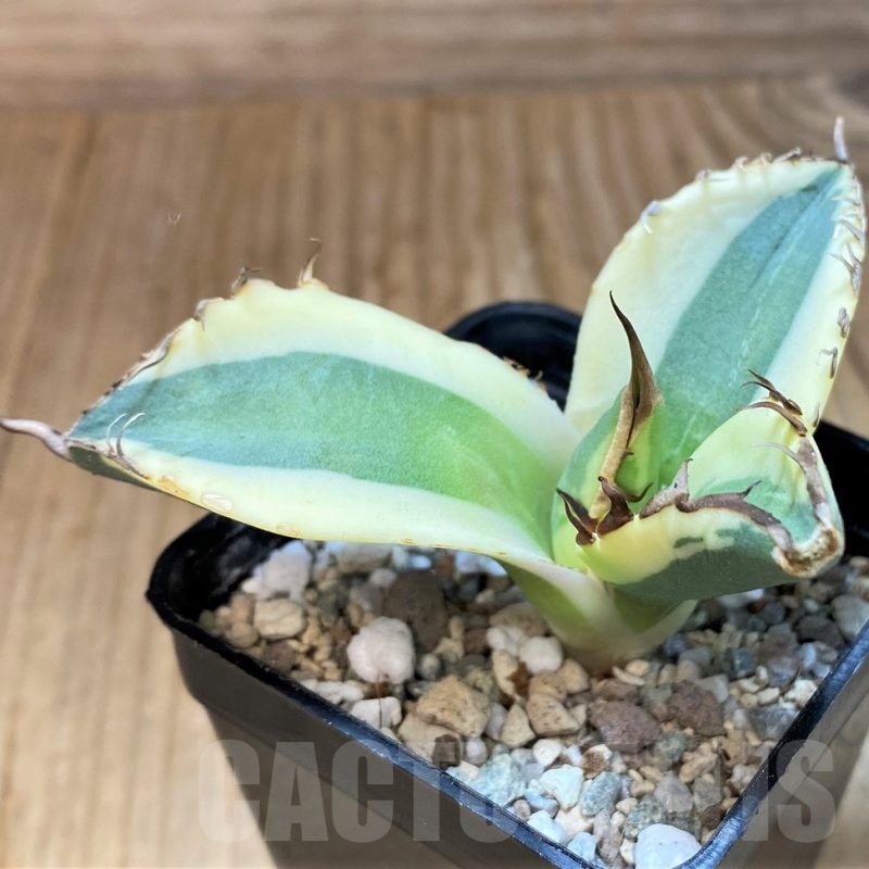 SH20729 Agave titanota ‘Snaggle Tooth’ f. variegata