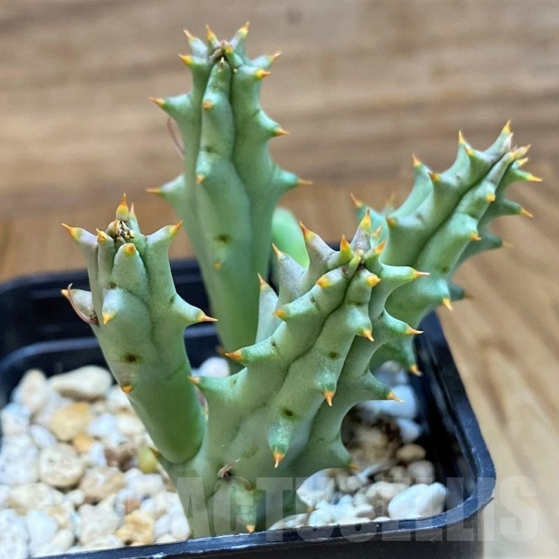 SH20749 Huernia hystrix