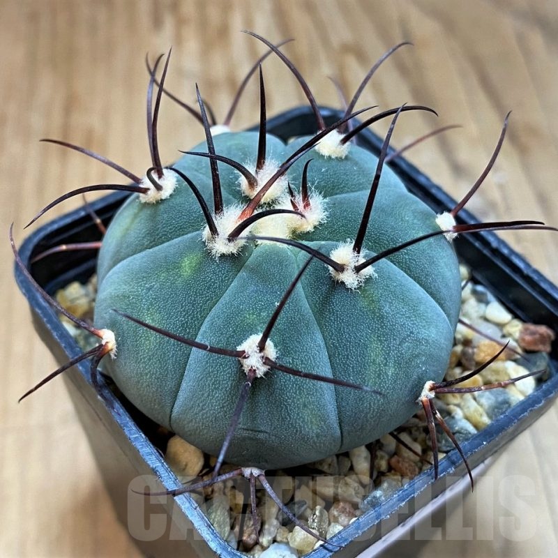 SH20730 Gymnocalycium cabreraense