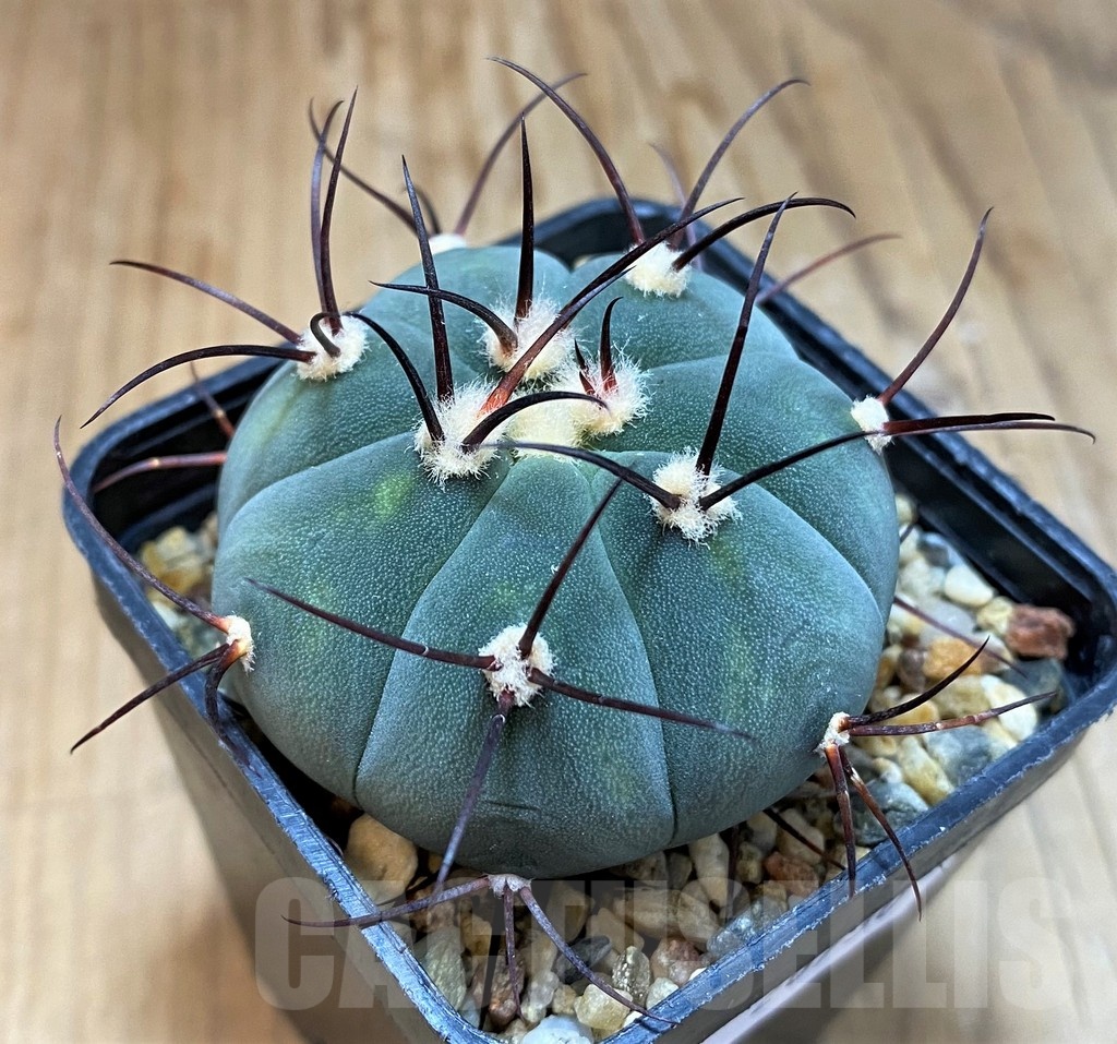 SH20730 Gymnocalycium cabreraense