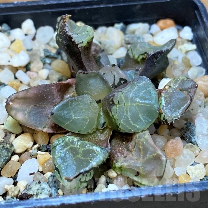 SH20754 Haworthia comptoniana mutant