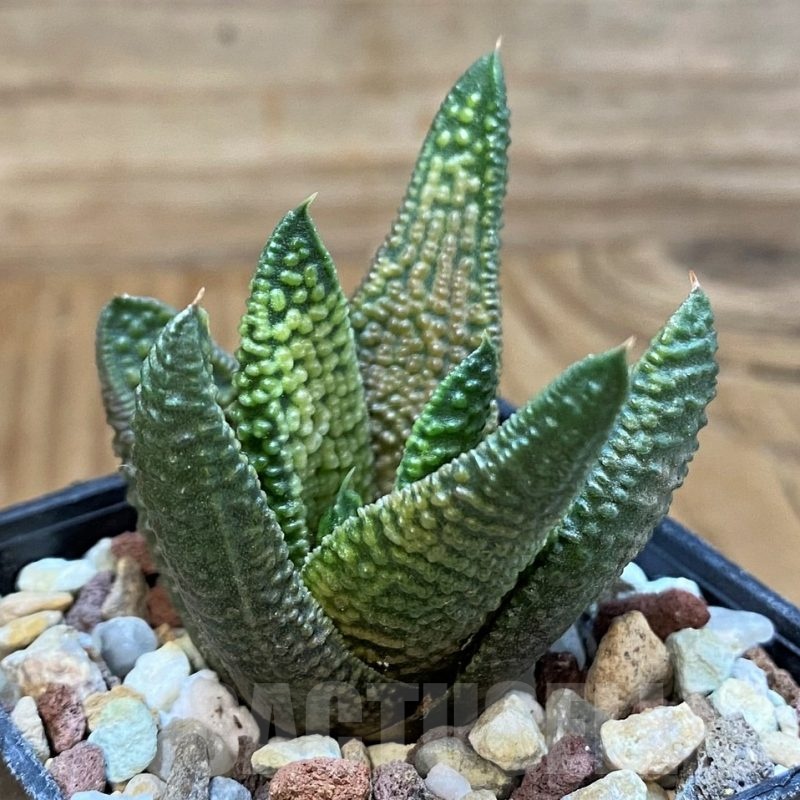SH20756 Haworthia ‘Marble Queen’