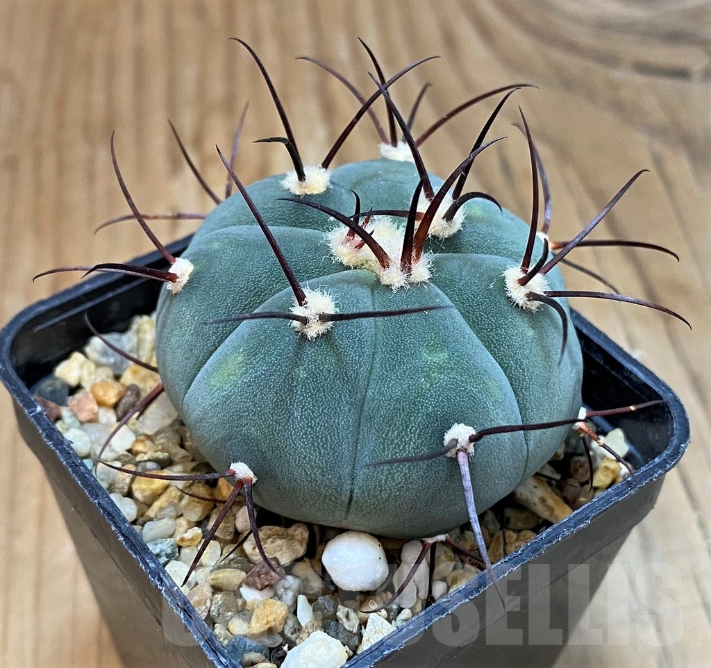 SH20730 Gymnocalycium cabreraense - Image 2