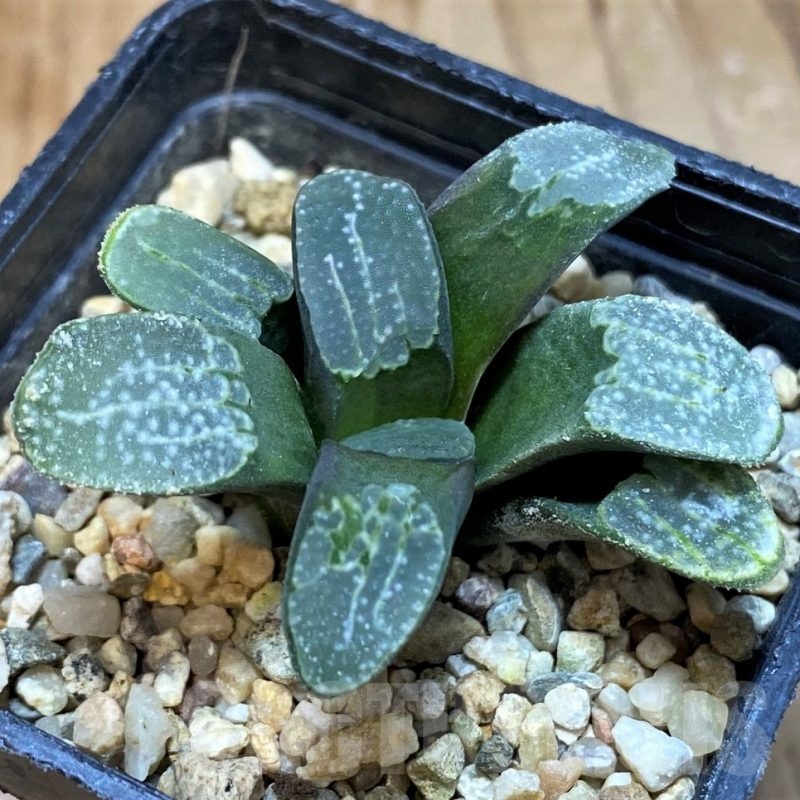 SH20757 Haworthia groenewaldii