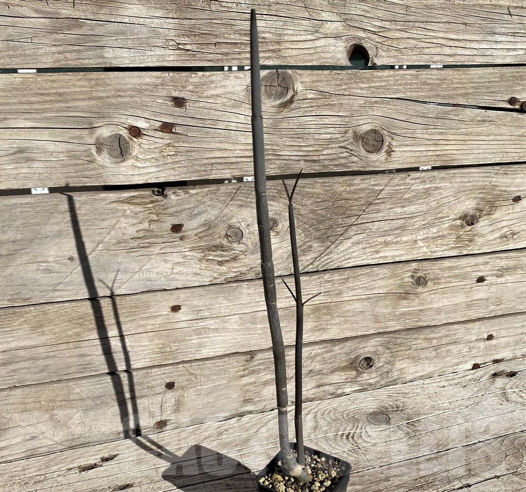 SH20899 Ceropegia fusca, seedling - Image 2