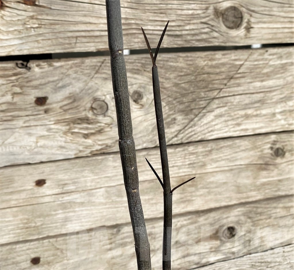 SH20899 Ceropegia fusca, seedling