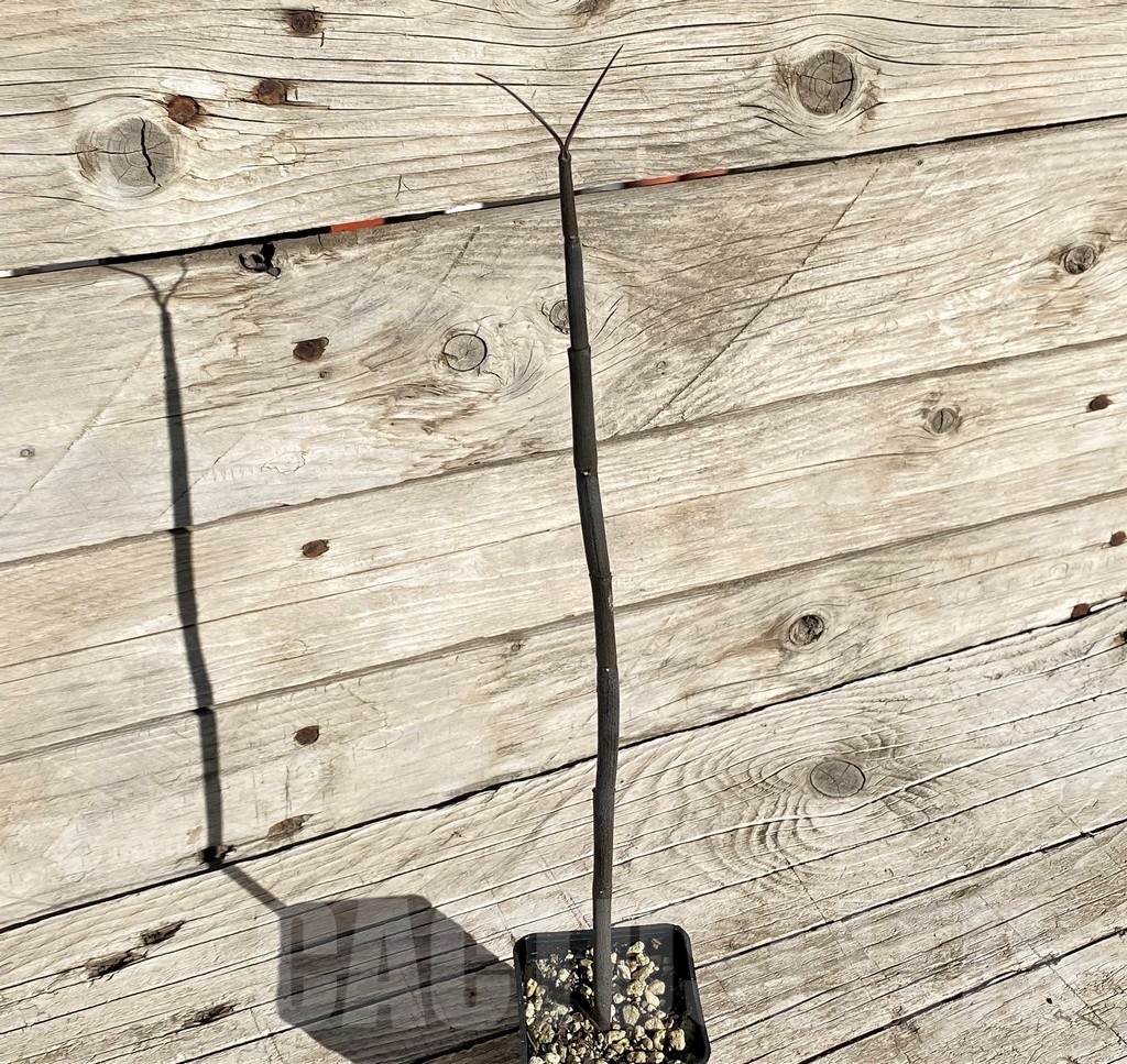 SH20900 Ceropegia fusca, seedling - Obrázek 2