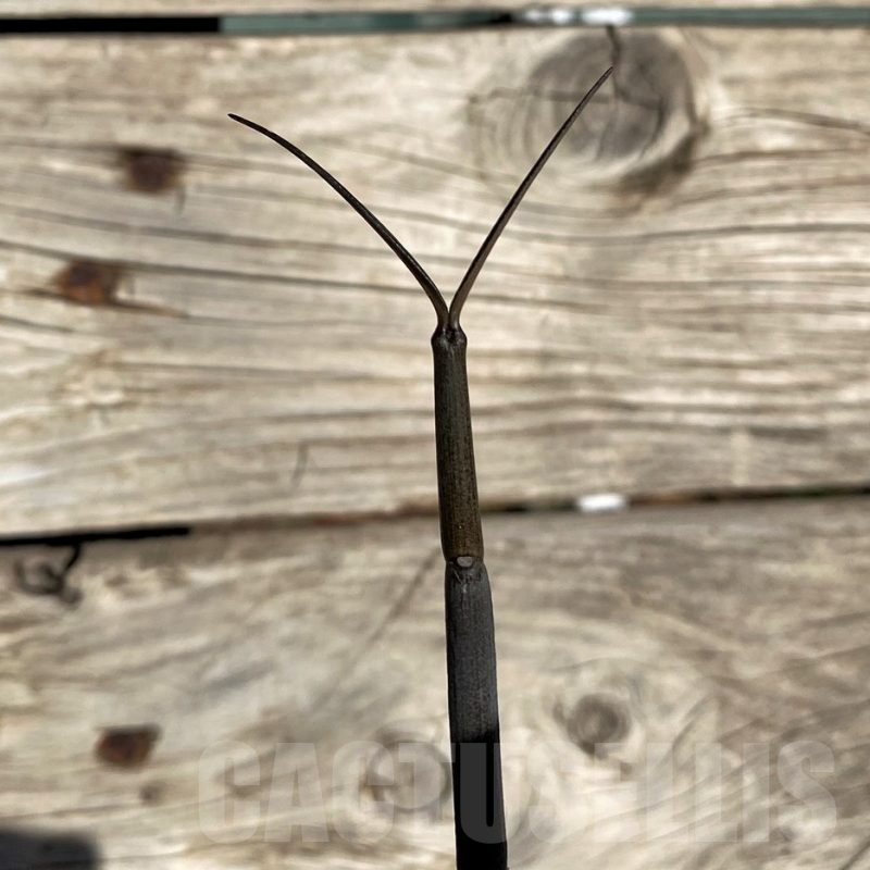 SH20900 Ceropegia fusca, seedling