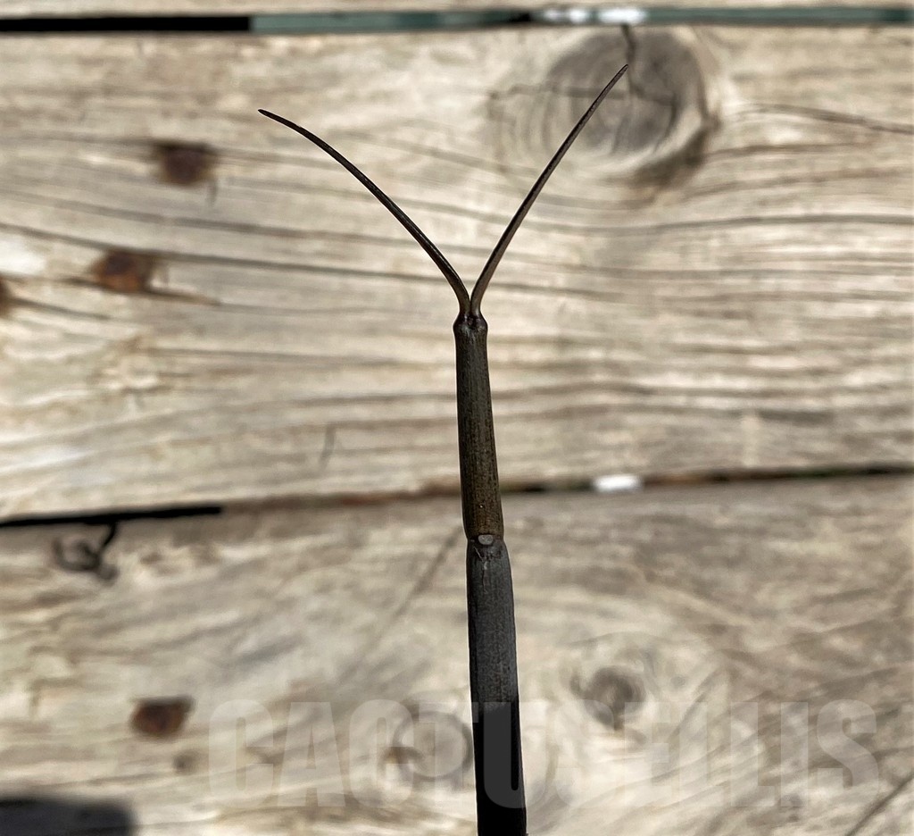 SH20900 Ceropegia fusca, seedling