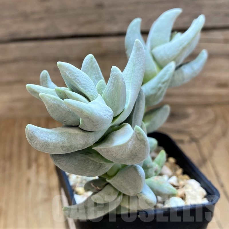 SH20901 Crassula cornuta