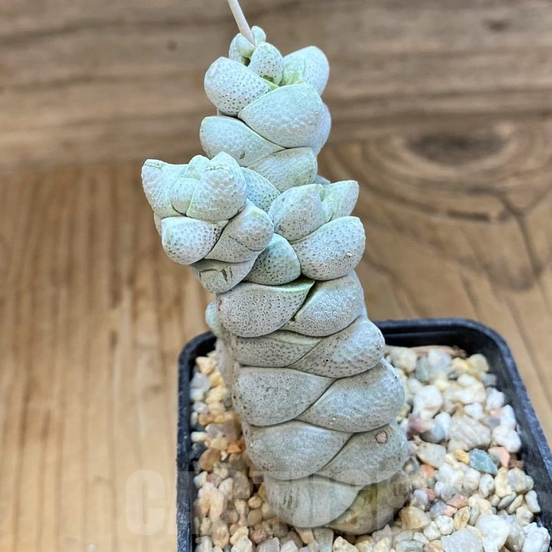 SH20902 Crassula deceptor