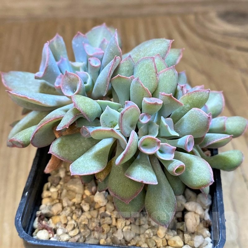 SH20904 Echeveria 'Trumpet Pinky'