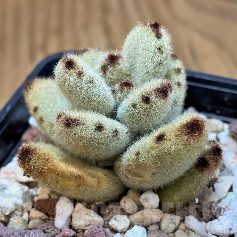 SH20905 Kalanchoe tomentosa 'Teddy Bear'