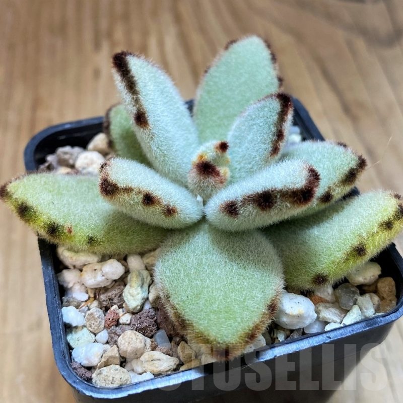 SH20906 Kalanchoe tomentosa