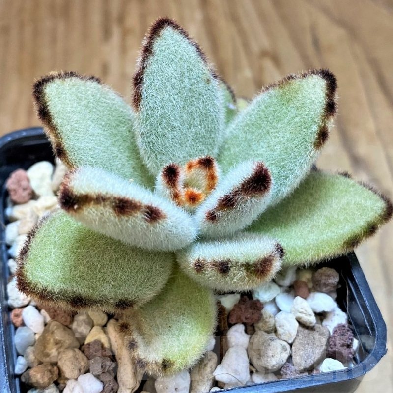 SH20907 Kalanchoe tomentosa