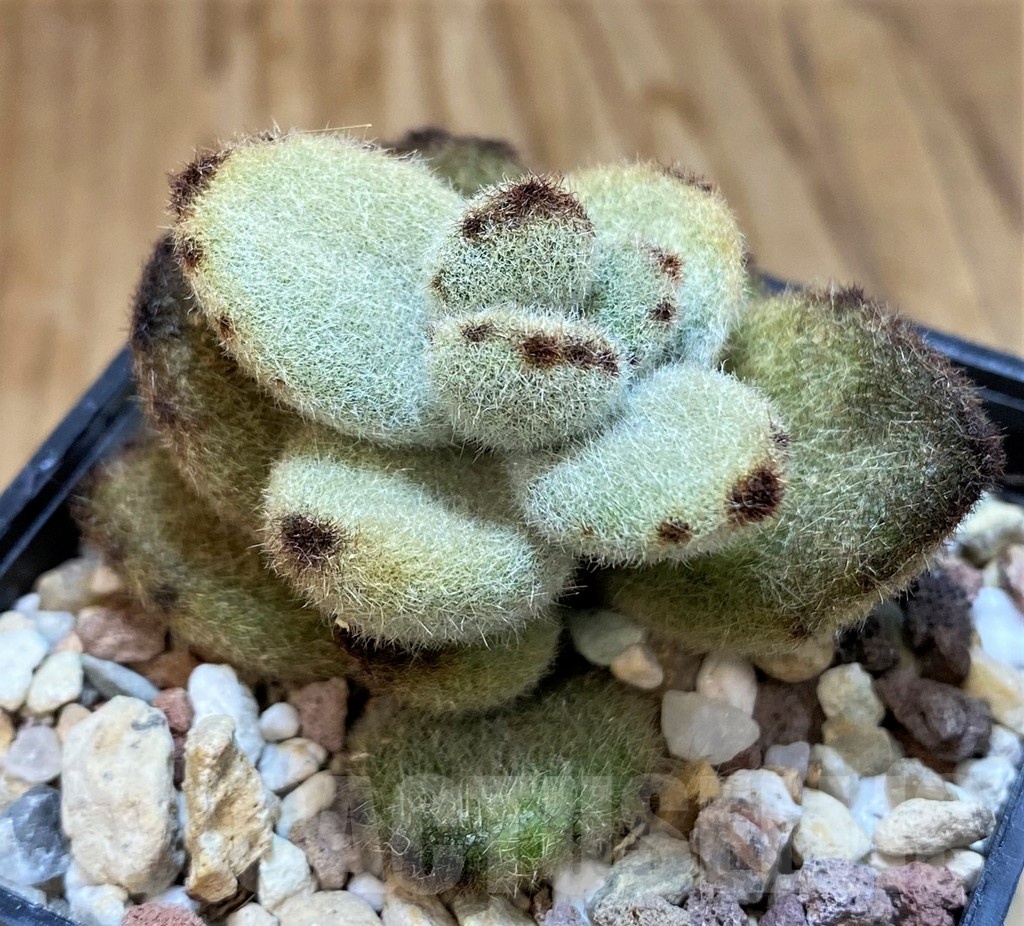 SH20908 Kalanchoe tomentosa 'Teddy Bear' - Image 2