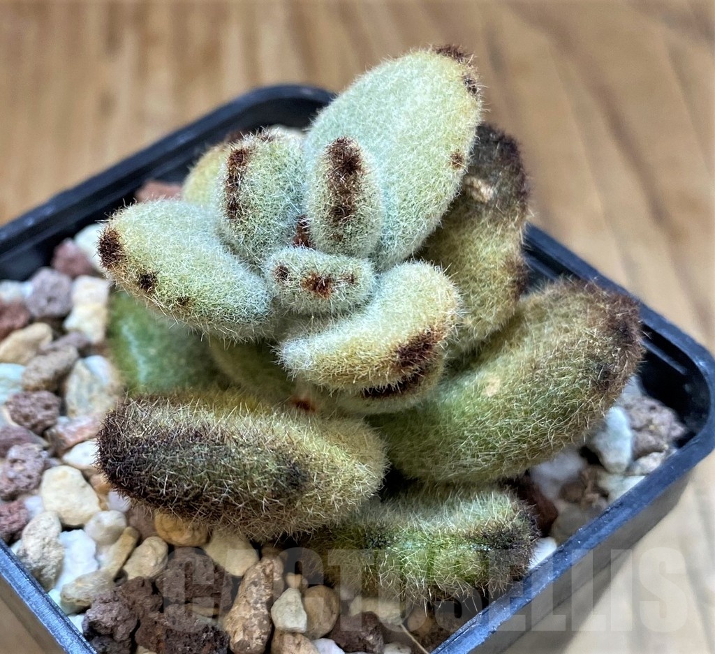 SH20908 Kalanchoe tomentosa 'Teddy Bear'