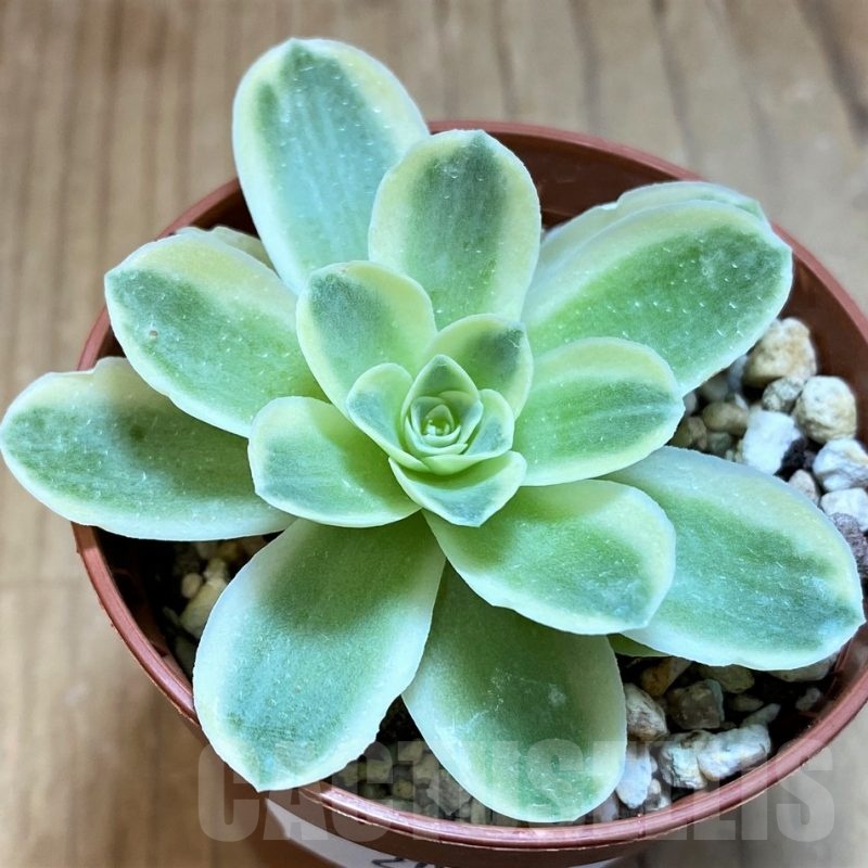 SH20910 Greenovia diplocycla f. variegata