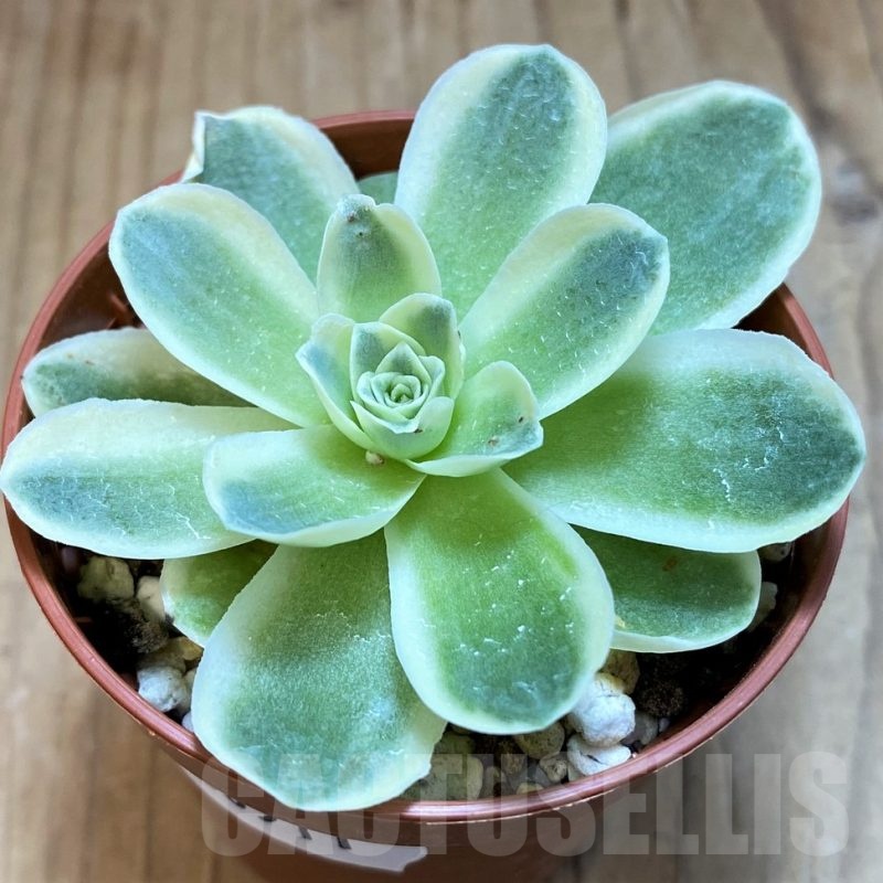 SH20911 Greenovia diplocycla f. variegata