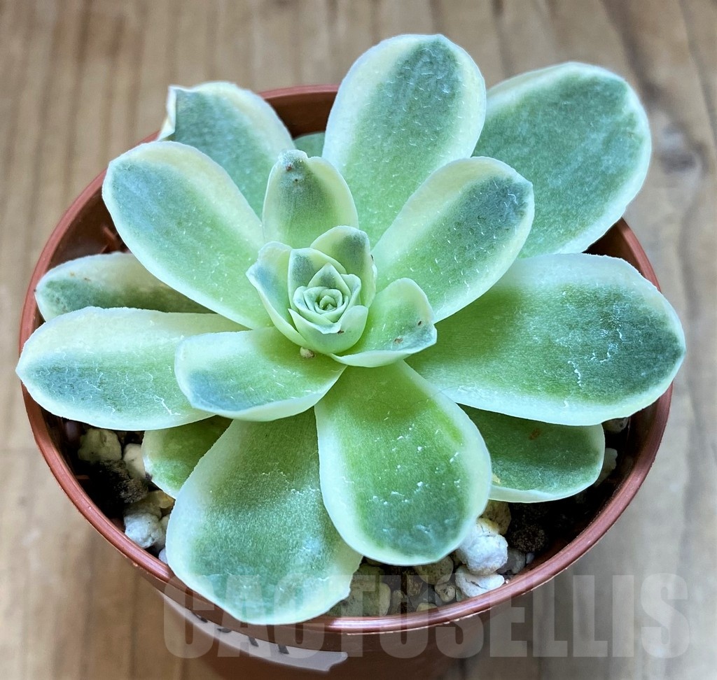 SH20911 Greenovia diplocycla f. variegata