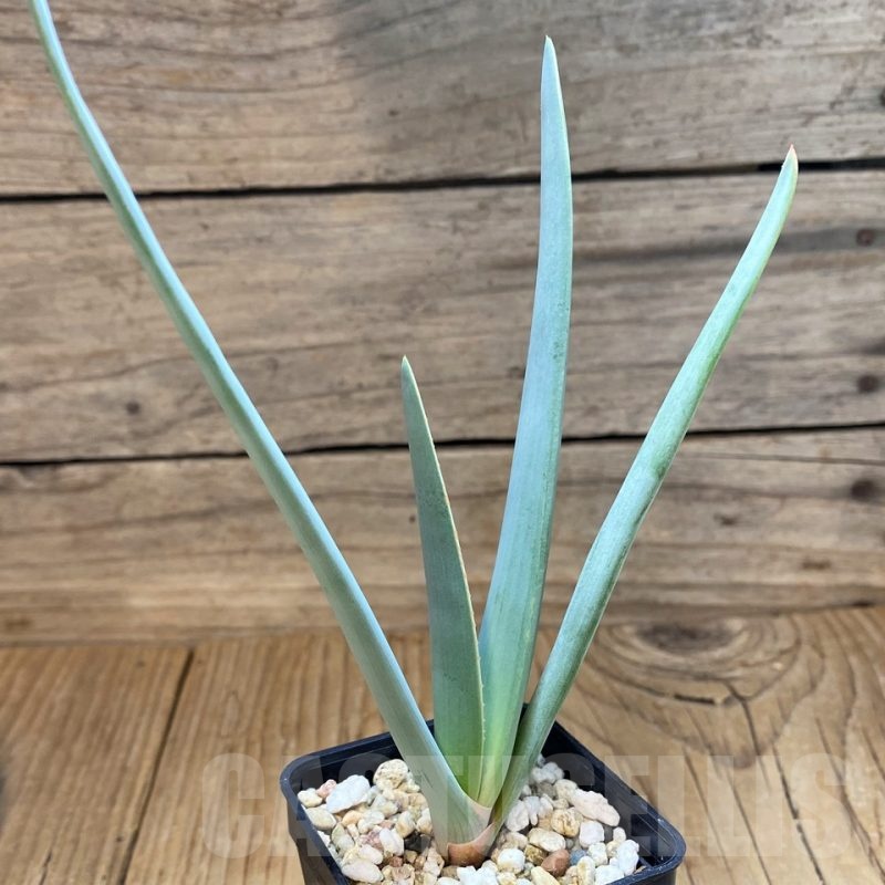 SH20912 Aloe plicatilis